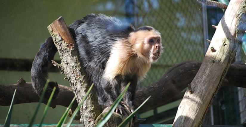 Atelier enfant "SOS Primates" 6-12 ans avec Lyon Nature au Parc de la Tête d'Or - Lyon 6e
