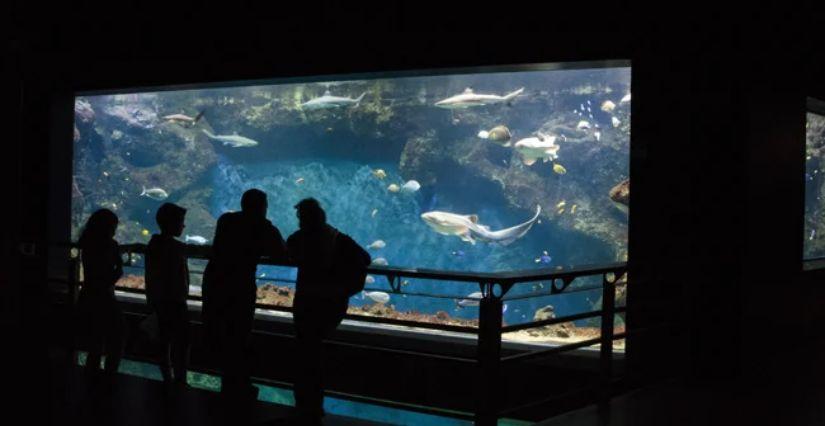 Explorez les fonds marins en famille à l’Aquarium de Lyon